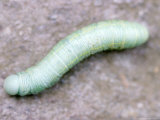 Green Caterpillar