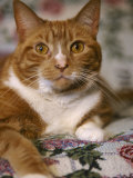 Buy Orange Tabby Cat at AllPosters.com