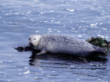 Harbor Seal Resting on Rocks, Phoca Vitulina, CA
