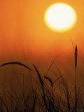 Buy Sunset and Grass, Pt Reyes, CA at AllPosters.com