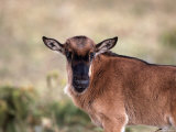 Wildebeest Calf, Connochaetes Taurinus, Tanzania