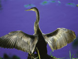 Anhinga Drying Wings