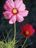 Buy Mixed Cosmos Flowers at AllPosters.com