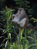 Patas Monkey, Erythrocebus Patas, Central Africa
