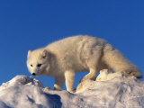 Arctic Fox, Alopex Lagopus