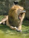Lion Roaring