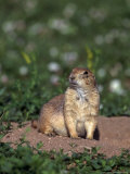 Buy Black-Tailed Prairie Dog, Cynomys Ludovicianus, CO at AllPosters.com