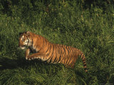 Bengal Tiger, Panthera Tigris, Endangered Species