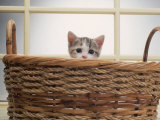 Buy Kitten Peeking Out of Basket at AllPosters.com