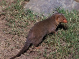 Buy Dwarf Mongoose, Helogale Undulata, Africa at AllPosters.com