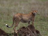 Cheetah, Acinonyx Jubatas, Tanzania