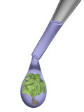 Buy Hydroponic Lettuce Insidedrop at AllPosters.com