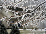 Close View of Tree Branches After Ice Storm