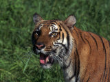 Bengal Tiger, Panthera Tigris, Endangered Species