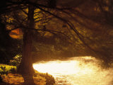 Buy Tree by Edge of River at AllPosters.com
