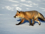 Red Fox on Snow, Vulpes Fulva, MT
