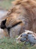 African Lion Sleeping, Panthera Leo, Tanzania