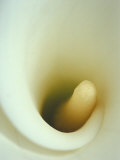 Buy Close-up of Calla Lily at AllPosters.com