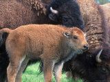 American Bison & Calf