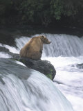 Buy Brown Bear Fishing at Brooks Falls, Katmai National Park at AllPosters.com