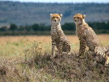 Cheetah Cubs, Masai Mara, Kenya