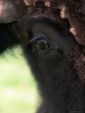 Close-up of American Bison