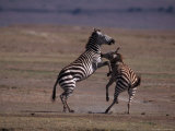 Burchell's Zebras Fighting, Tanzania