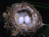 Buy Hummingbirds Nest and Eggs at AllPosters.com