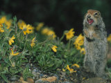 Arctic Ground Squirrel in Denali National Park, Alaska
