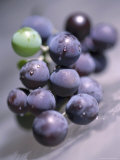 Grapes, Long Island, New York