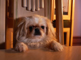 Pekingese Dog Sitting on a Chair at the Table