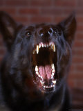 Ferocious Aggressive Dog