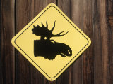 Moose Crossing Sign, CO