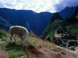 Inca Ruins of Machu Picchu, Llama, Peru