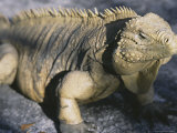 Iguana