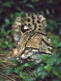 Buy Ocelot Outdoors at AllPosters.com