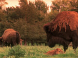 American Bison & Calf