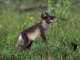 Arctic Fox Pup, Alopex Lagopus