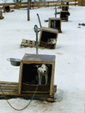 Dog Sled Tours, Karasjok Finn, Norway