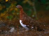 Ptarmigan, Alaska State Bird, Denali National Park in Autumn