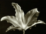 Buy Plants, Leaves at AllPosters.com
