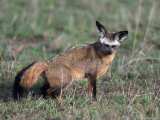 Bat-Eared Fox, Otcyon Megalotis, Tanzania