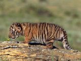 Siberian Tiger Cub, Panthera Tigris Altaica