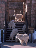 Mountain Goats, Oreamos Americanus, CO
