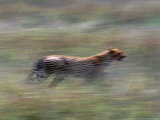 Cheetah Hunting, Acinonyx Jubatas, Tanzania