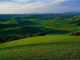 Buy Fields in Spring, Palouse Country, Eastern WA at AllPosters.com