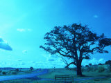 Buy Estadual Road, Castelo Branco, Sao Paolo, Brazil at AllPosters.com