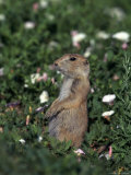 Buy Black-Tailed Prairie Dog, Cynomys Ludovicianus, CO at AllPosters.com