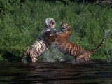 Bengal Tigers, Panthera Tigris, Endangered Species