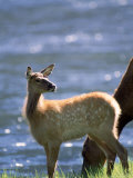 Buy Elk, Cervus Elaphus, Yellowstone National Park, WY at AllPosters.com
